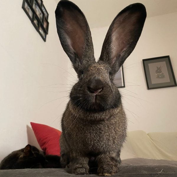 Le lapin géant des Flandres manuel complet