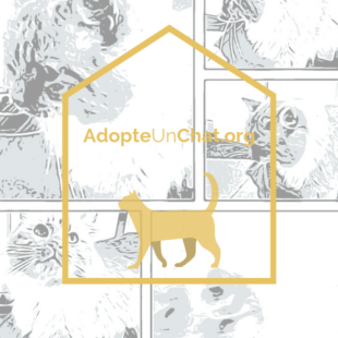 Adopte un chat.org