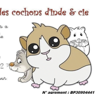 Le refuge des cochons d'Inde et cie