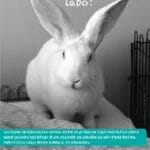 Association White Rabbit, pour ceux qui sortent des laboratoires...