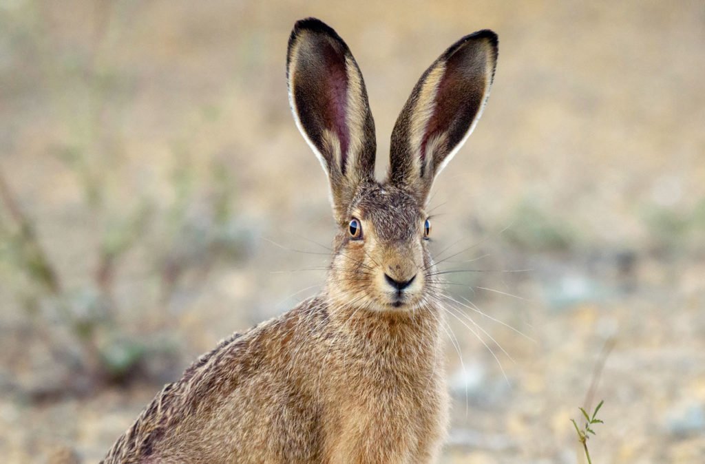 Les oreilles de lapin naturelles sont très populaires auprès des