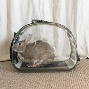 Sac transport transparent pour lapin