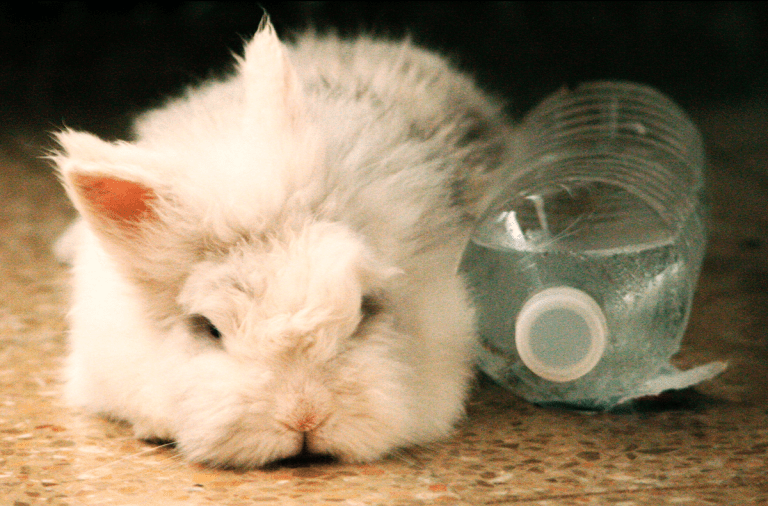 The 5 tips to protect your rabbit from heat Rabbits World