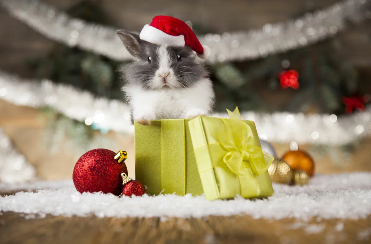 Top 5 des meilleures idées de cadeaux de Noël pour votre chat !
