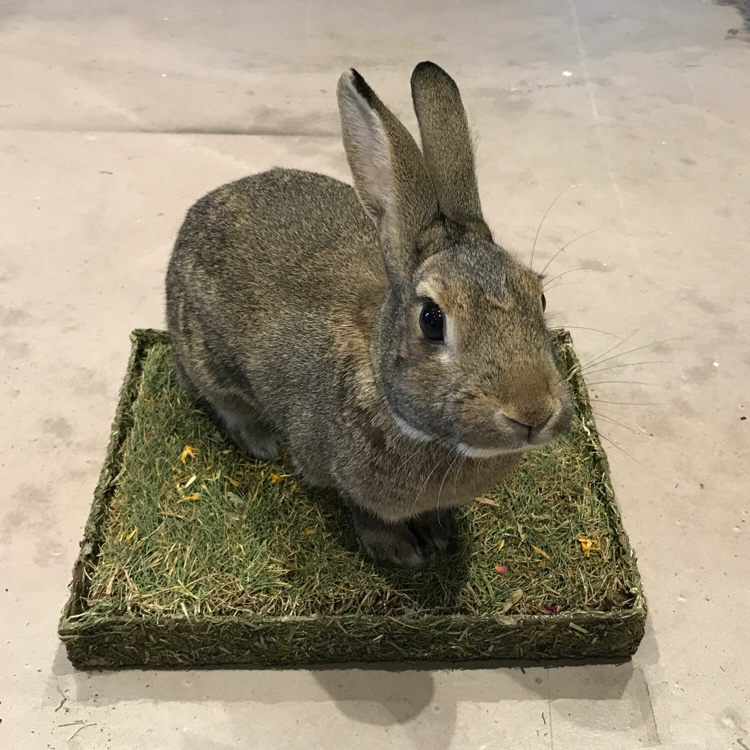 Bout de prairie pour les lapins- Rabbits World