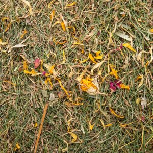 Le bout de prairie aux fleurs, aux légumes ou au pissenlit pour lapin