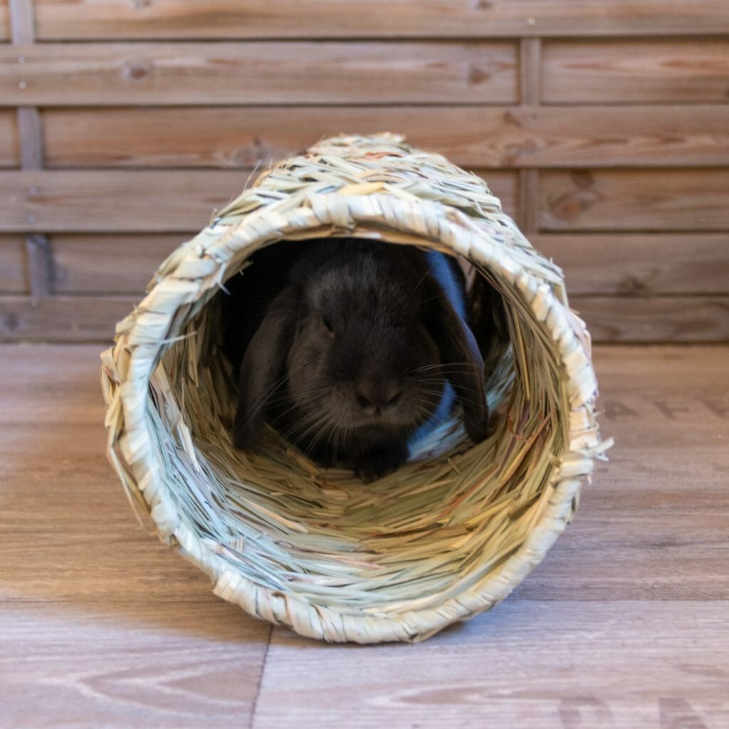 Ornikar Tunnel — Rabbits World