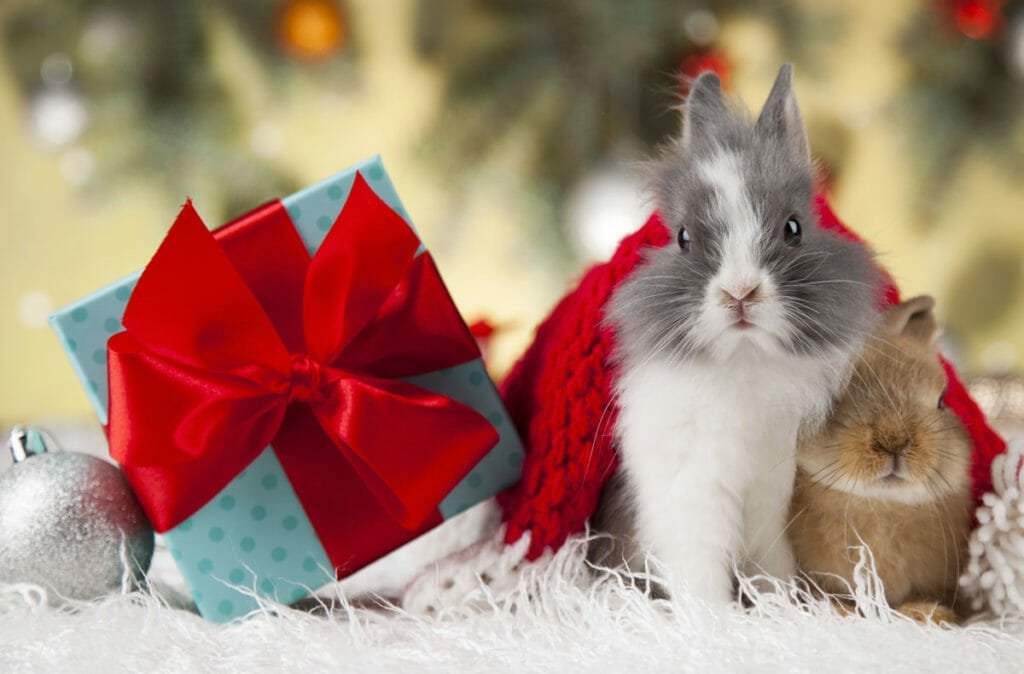 10 idées de cadeaux de Noël pour son lapin — Rabbits World