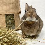 Foin bio de Normandie pour les lapins