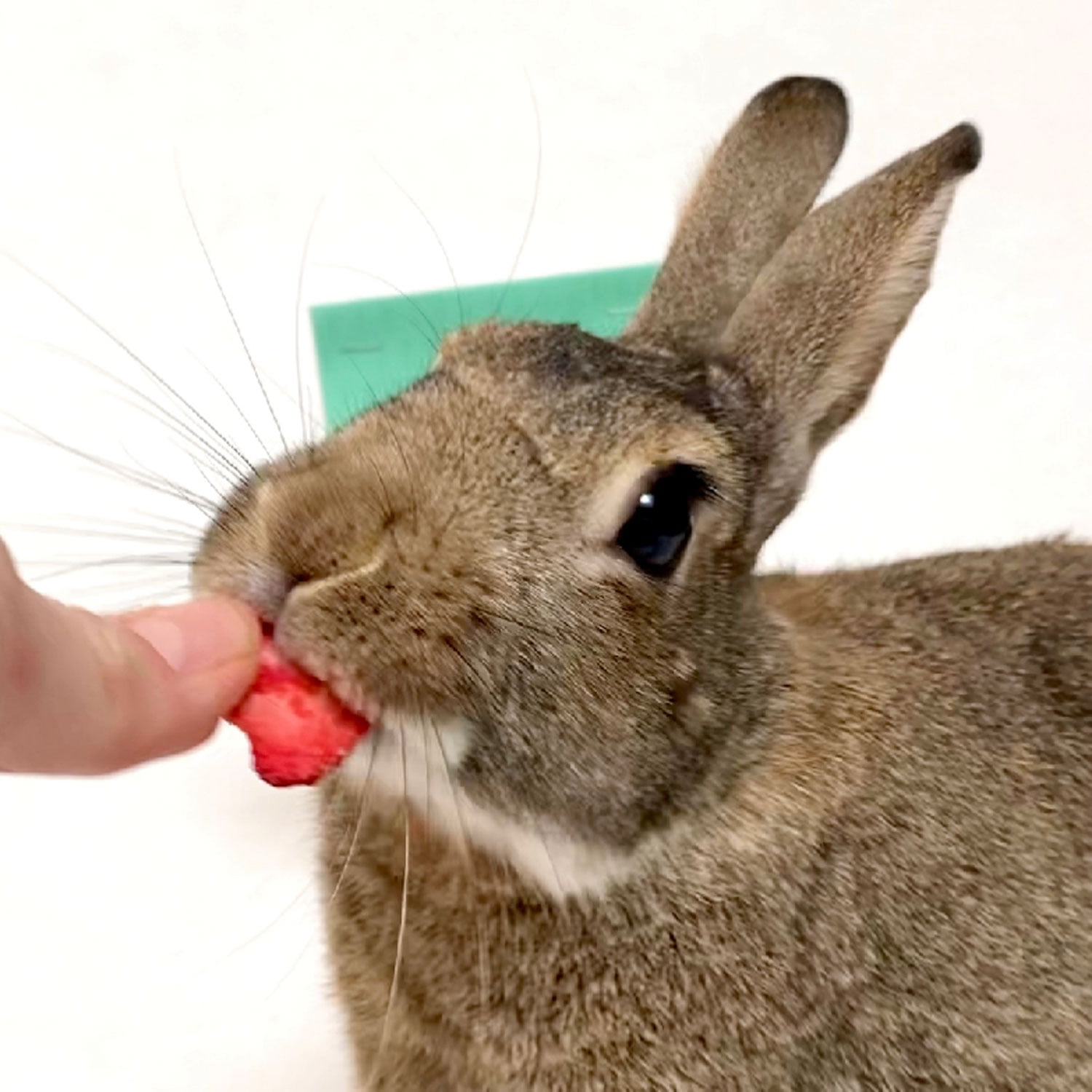 Un lapin mange des fraises et des cerises