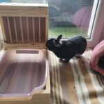 Litiere-râtelier small pastel pour lapin photo review