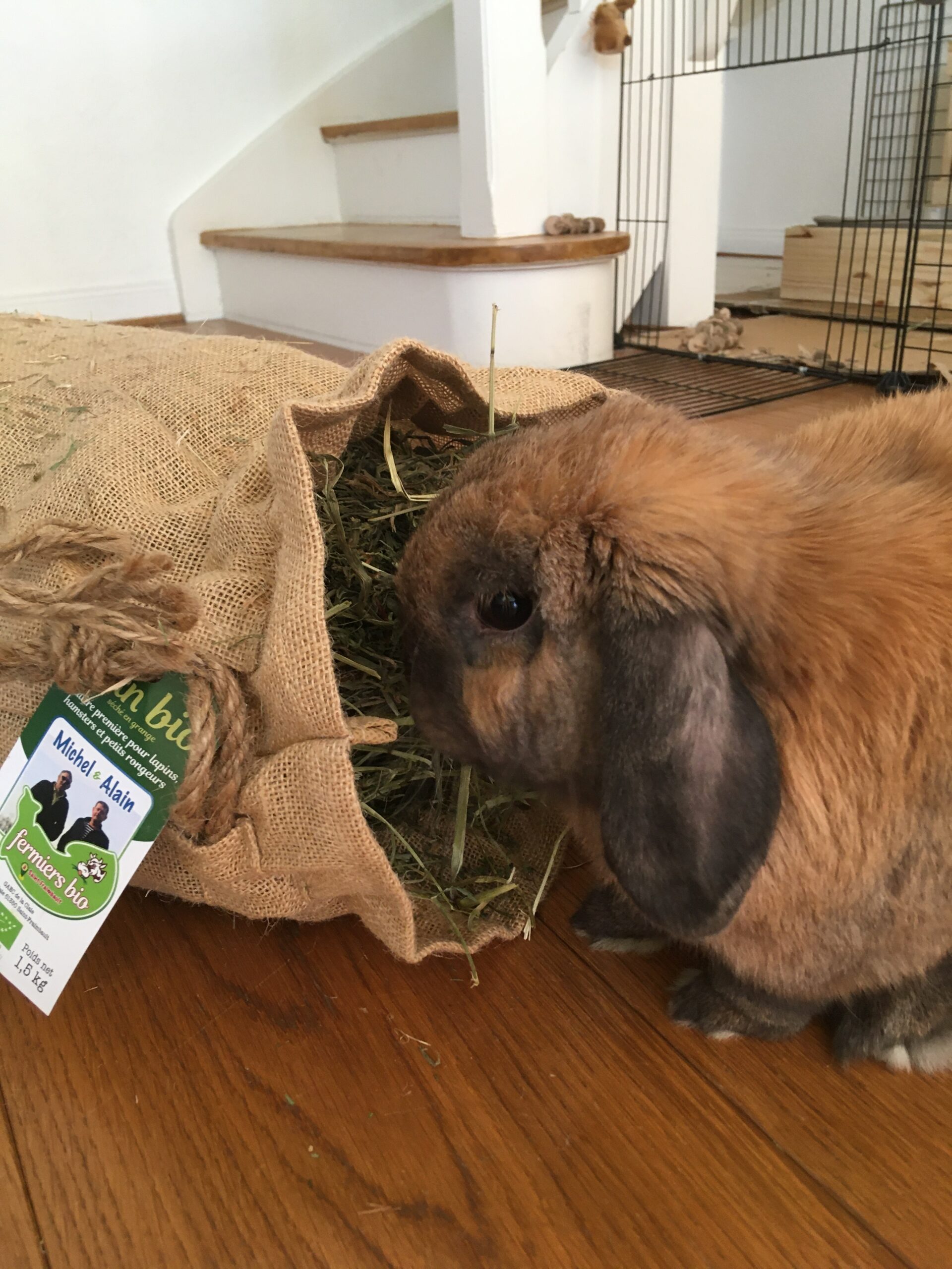 Foin de Normandie bio 1,5kg sac en jute — Rabbits World