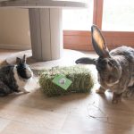 Mini botte de foin bio de Normandie pour les lapins
