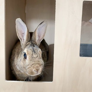 Terrier urbain pour permettre à son lapin de creuser sans transformer son appartement en chantier.