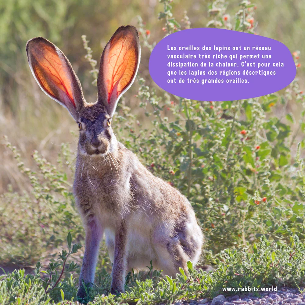 Les lapins du desert ont de grandes oreilles pour dissiper la chaleur