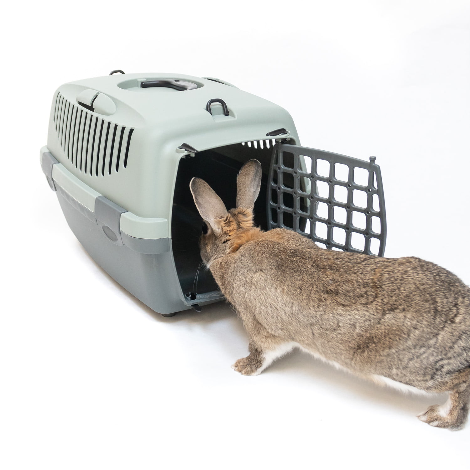 Quelle cage de transport pour mon lapin? – Comportement du lapin de  compagnie
