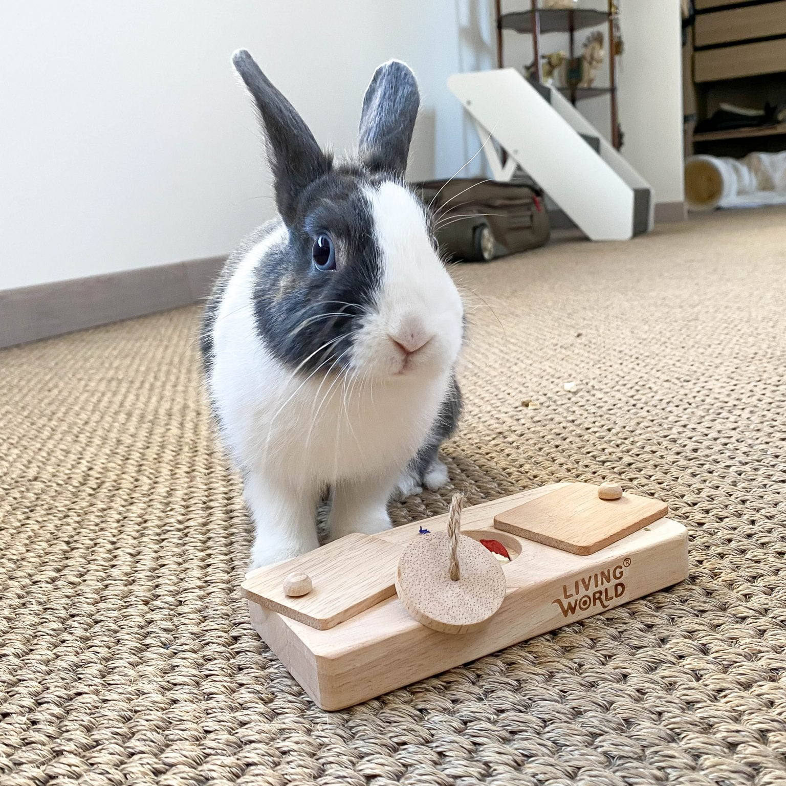Wooden Chase - Rabbits World
