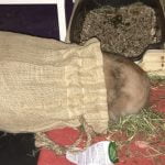 Foin de Normandie bio 1,5kg jute photo review