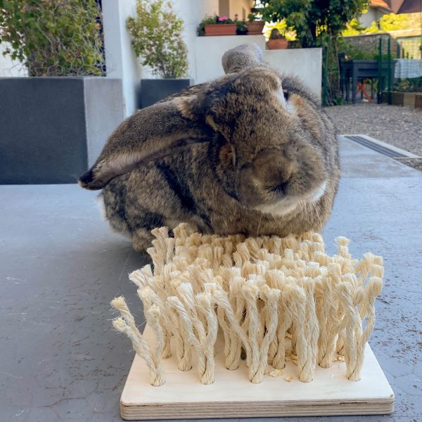 Tapis de fouille naturel en bois pour lapin