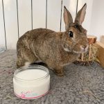 Secure Bunny anti stress pour lapin, avec Elvis