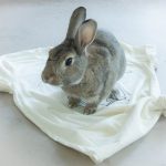 T-shirt Bunny