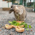Assiette en bois pour les lapins