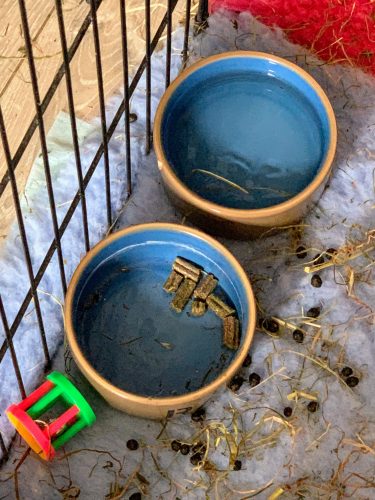 Granulés JR Farm sans céréales lapin adulte photo review