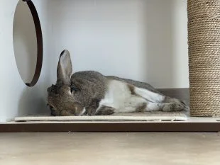 Le sommeil chez le lapin