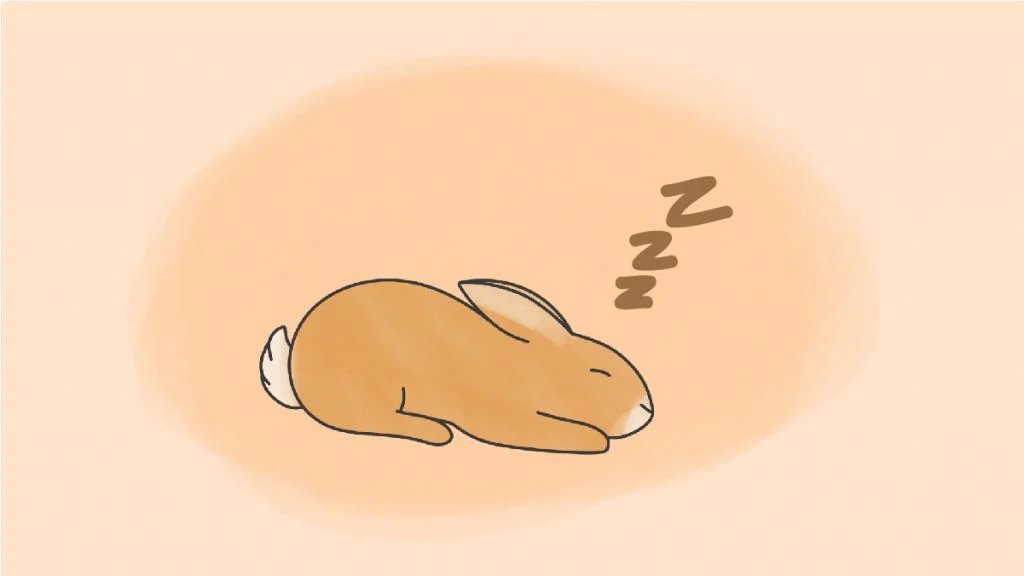 sommeil et rêves du lapin