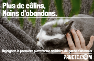 Pabete, plateforme collaborative de garde d'animaux