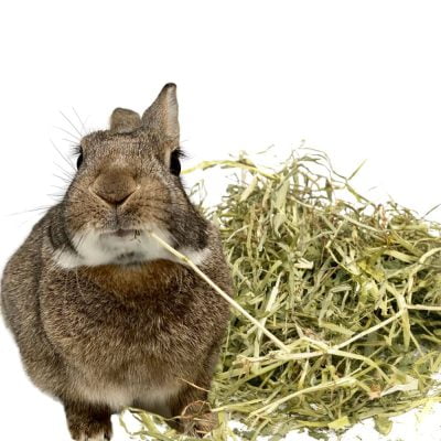 Le lapin doit consommer l'équivalent de son volume corporel en foin par jour