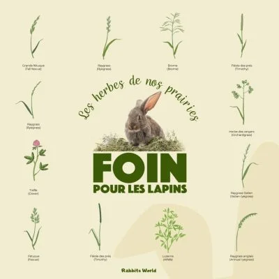 Voici quelques unes des plantes des prairies à foin pour les lapins