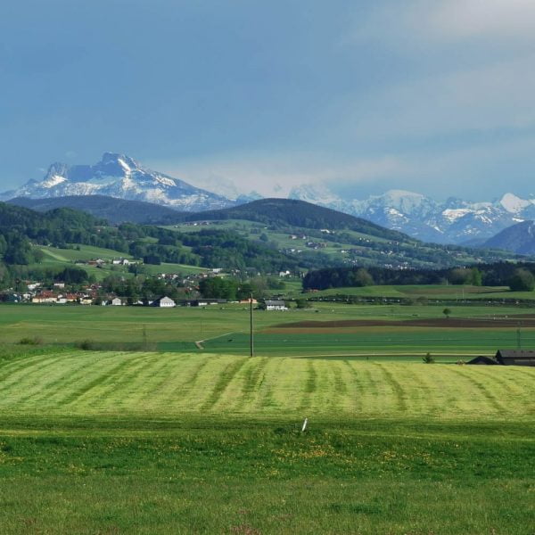 Foin premium des Alpes autrichiennes pour lapin