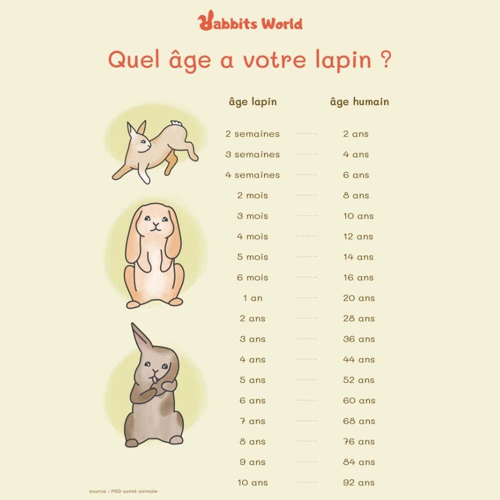 Age lapin-Age humain comparatif