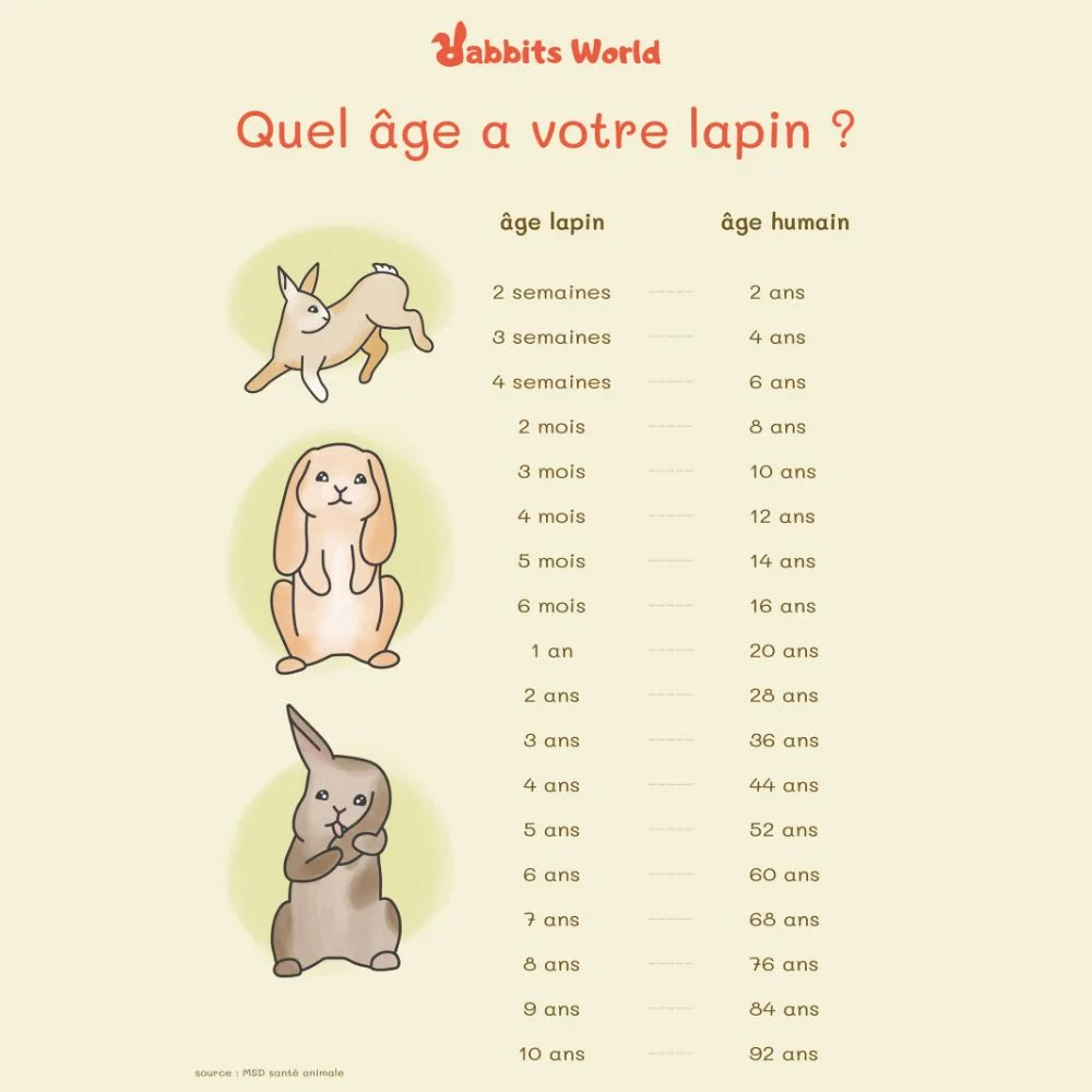 Comparatif entre l'âge humain et l'âge du lapin