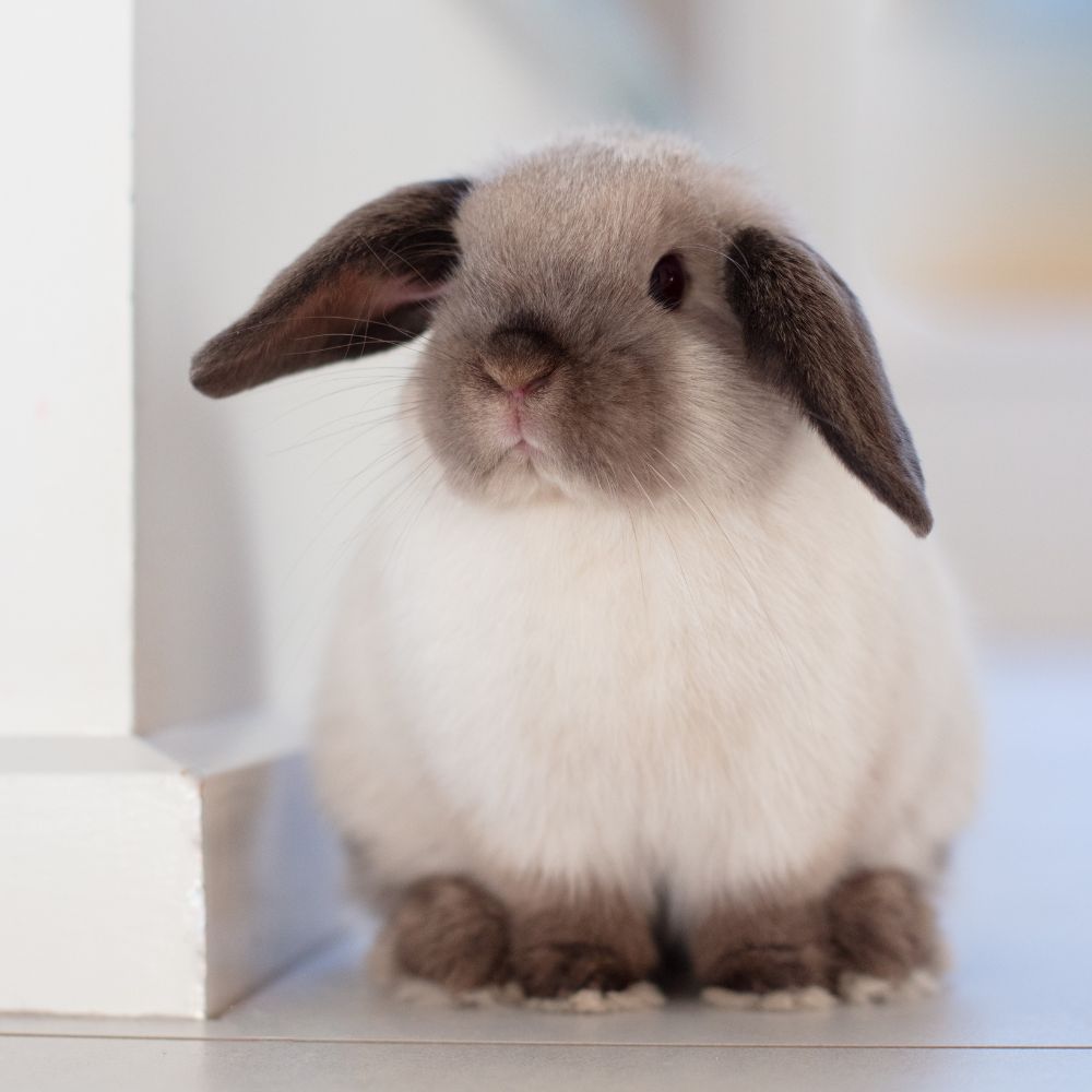 Lapin Nain Comment Le Choyer Le Comprendre Et L aimer