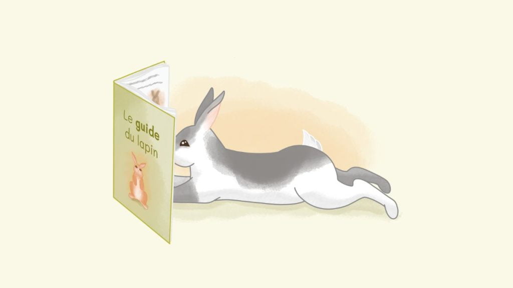 Guide complet du lapin
