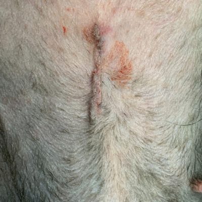 Gros plan cicatrice après une OVH surjet intradermique clinique Globul'Vet par le Dr Marie Melin