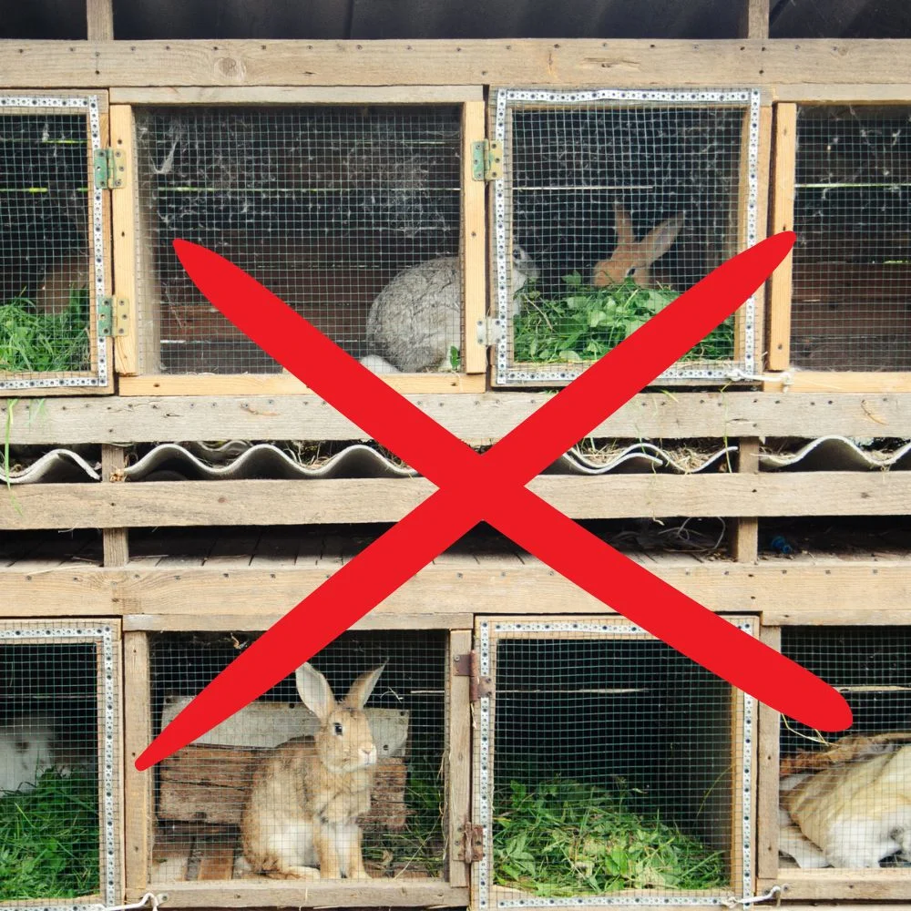 L'habitat de mon lapin : enclos, semi liberté, liberté totale