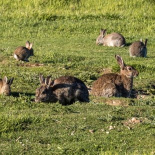 Colonie de lapins de garenne dans leur espace naturel