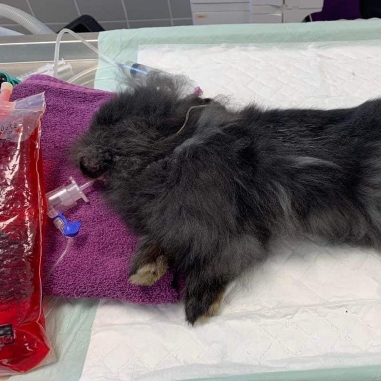 Tout savoir sur la stérilisation des lapins