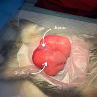 Utérus avec masse graisseuse, clinique Globul'vet par le Dr Marie Melin