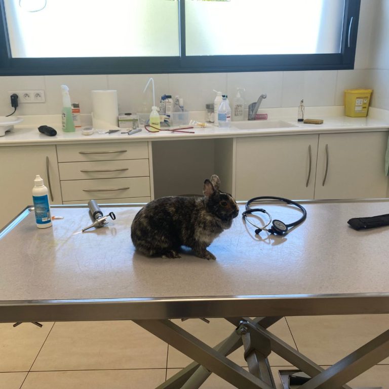 Tout savoir sur la stérilisation des lapins