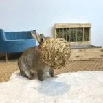 Balle en herbe avec clochette pour lapins