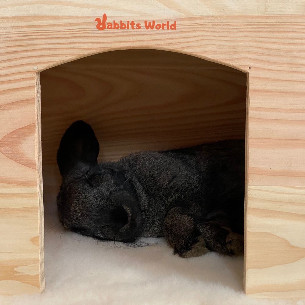 Sway en pleine sieste dans la maison Pollux pour lapins
