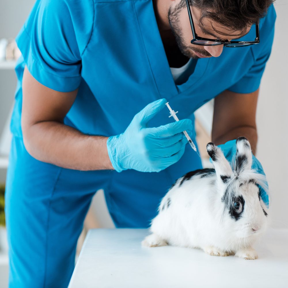 Vaccination d'un lapin par un vétérinaire