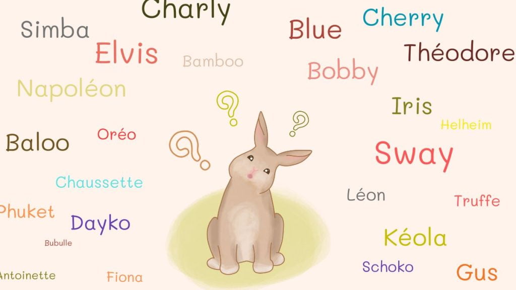 Comment choisir le bon prénom pour son lapin ?