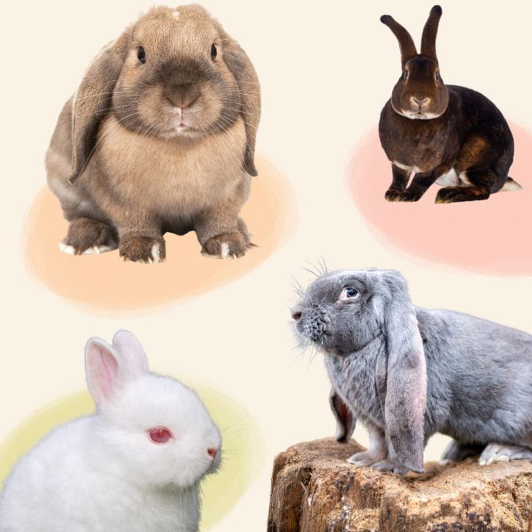 Accueillir son premier lapin : le guide complet