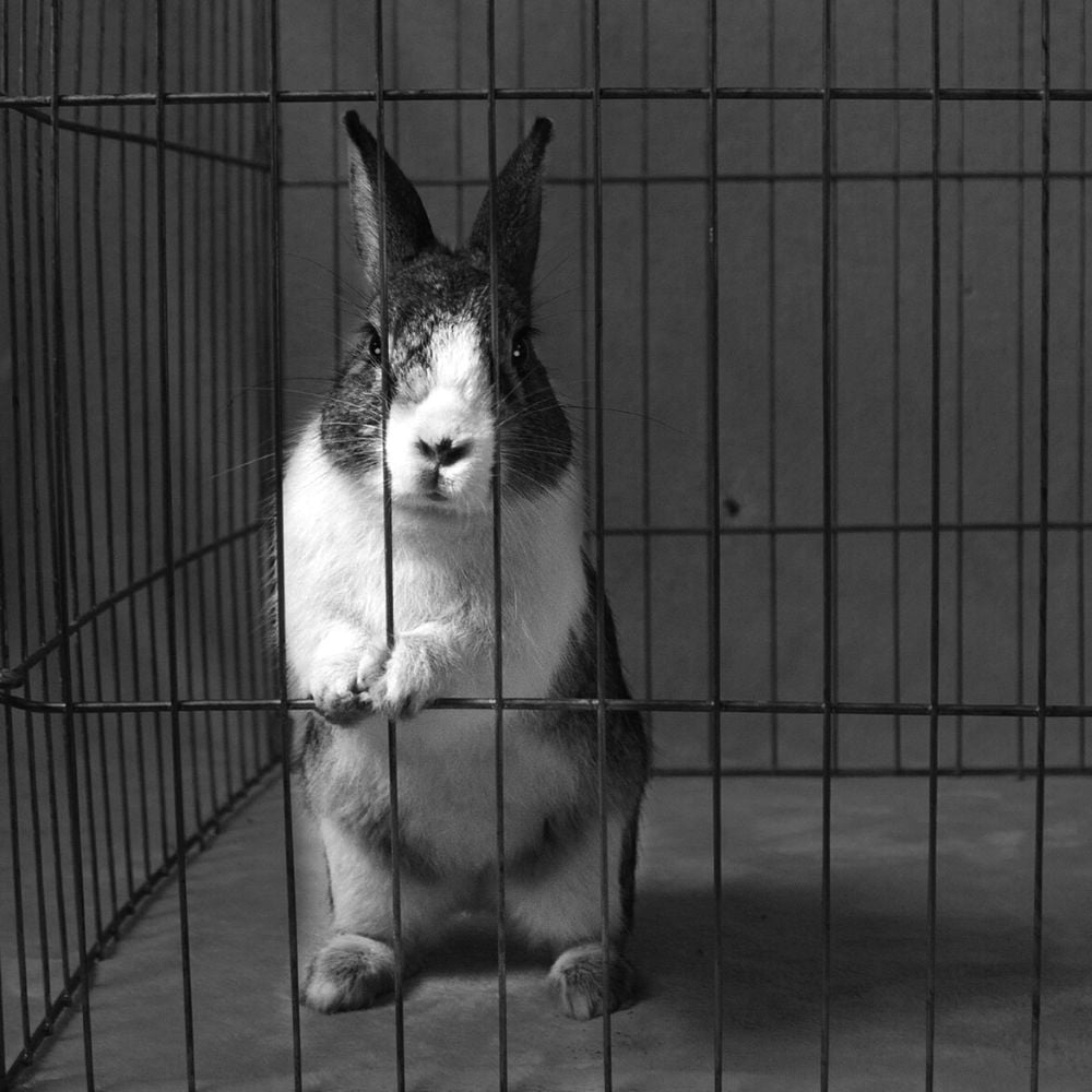 L'habitat de mon lapin : enclos, semi liberté, liberté totale