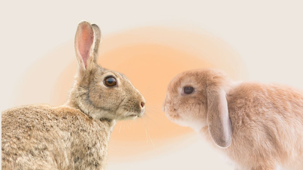Lapins et Hypertypes - Rabbits World